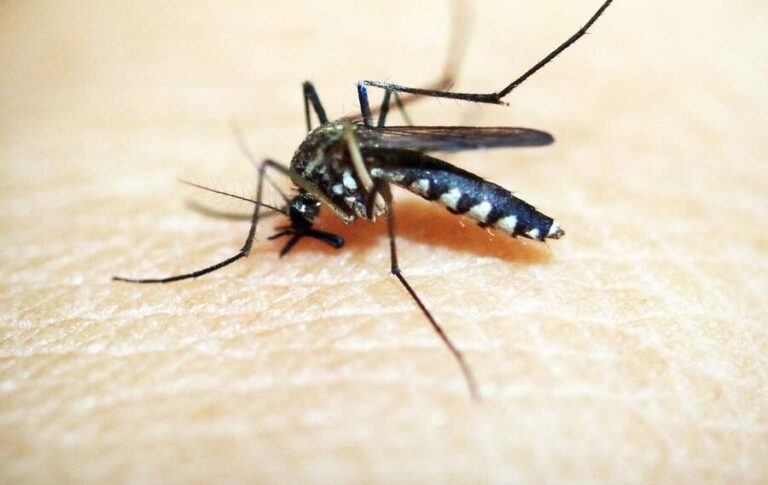 El mosquito negro: características y medidas de prevención