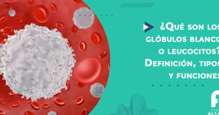 ¿Qué son los leucocitos? Descubre todo sobre estos glóbulos blancos